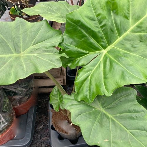 Alocasia Gageana - Pot De 17 Cm