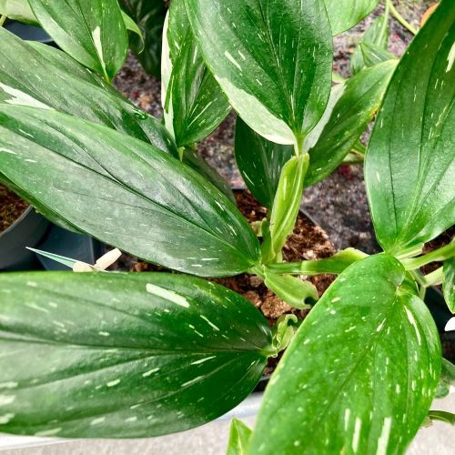 Philodendron Imp Vert - Pot De 17 Cm