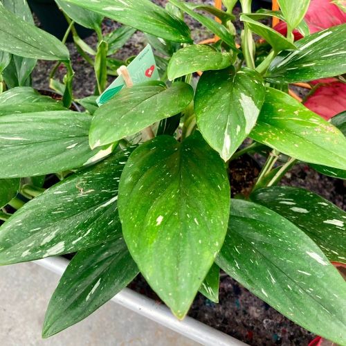 Philodendron Imp Vert - Pot De 17 Cm