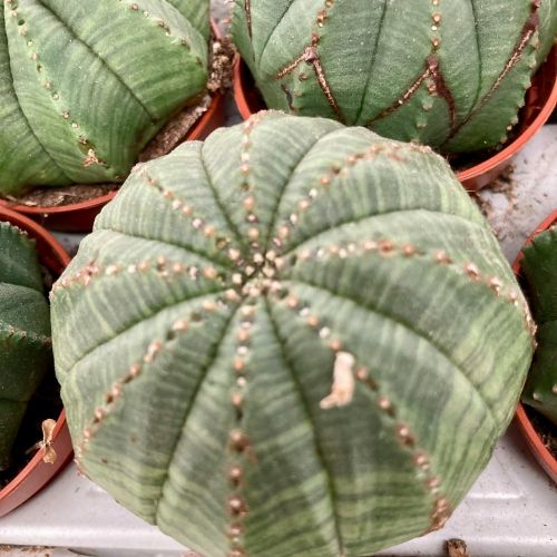 Euphorbia Obesa - Pot De 6 Cm