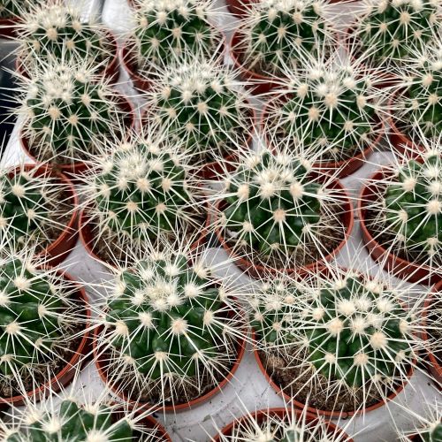 Echinocactus Grusonii Albispina - Pot De 8,5 Cm