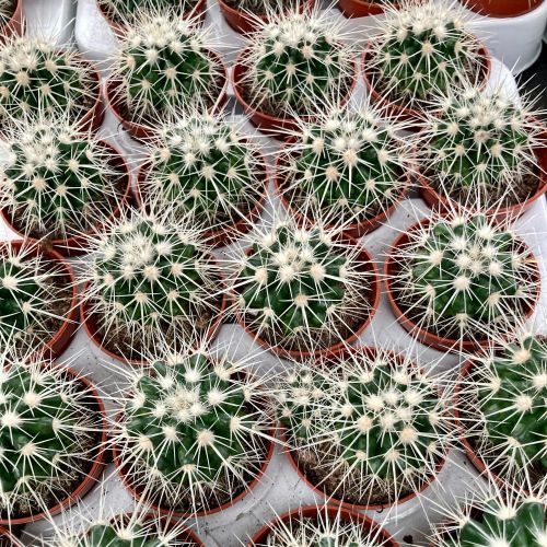 Echinocactus Grusonii Albispina - Pot De 8,5 Cm