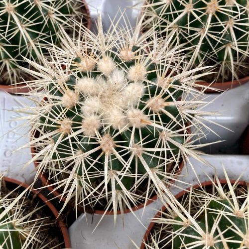 Ériocactus Warasii - Pot De 10,5 Cm