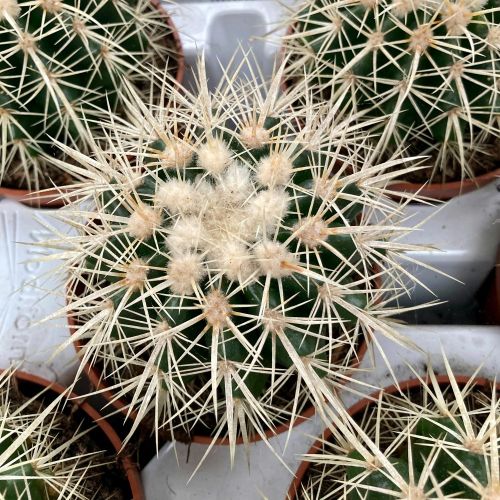 Ériocactus Warasii - Pot De 10,5 Cm