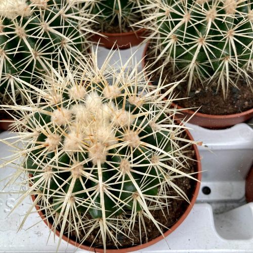 Ériocactus Warasii - Pot De 10,5 Cm