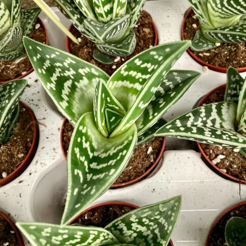 Aloe Brevifolia Magic- Pot De 9 Cm