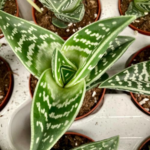 Aloe Brevifolia Magic- Pot De 9 Cm