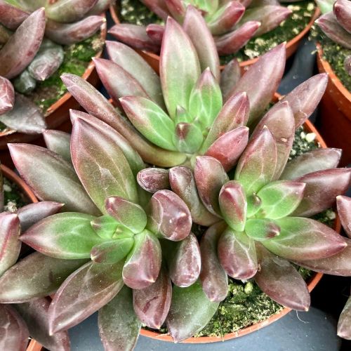 Echeveria Rouge Magique - Pot De 8,5 Cm