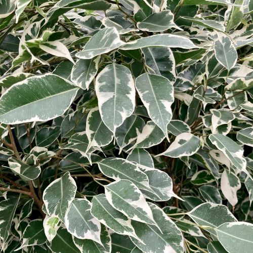 Ficus Benjamina Twilight - Pot De 17 Cm