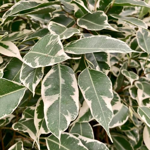 Ficus Benjamina Twilight - Pot De 17 Cm