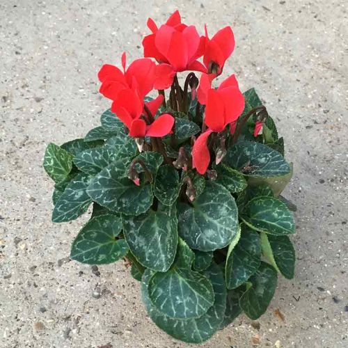 Lot de 8 Plantes d'Automne dans les Tons Rouges