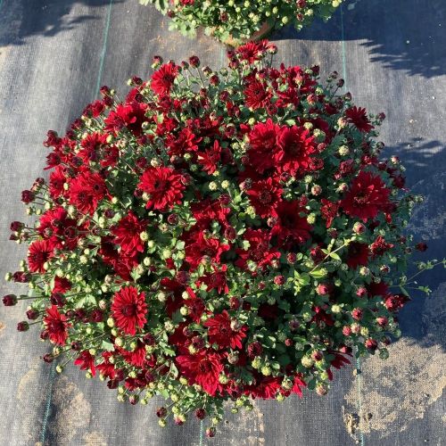 Lot de 4 Pomponnettes Rouges et Mauves 20-30cm en pot de 15cm