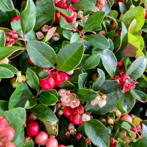 Lot de 8 Plantes d'Automne dans les Tons Rouges