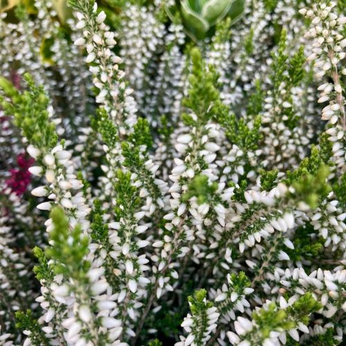 Lot de 8 Plantes d'Automne Blanches