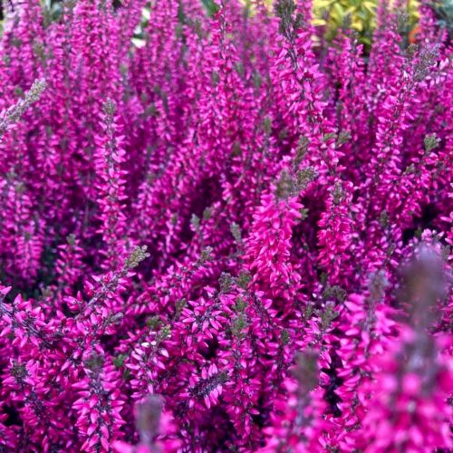 Lot de 8 Plantes d'Automne Rouge et Mauve