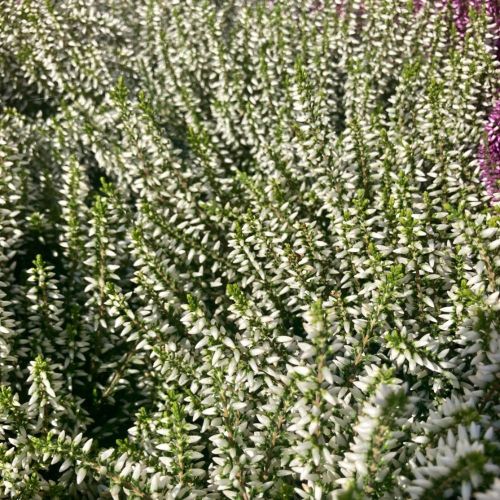 Lot de 8 Plantes d'Automne Blanches