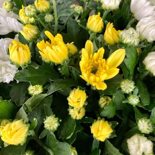 Lot de 8 Petits Chrysanthèmes Mixtes en Pot de 12cm