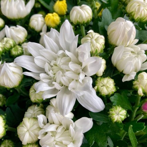 Lot de 8 Petits Chrysanthèmes Mixtes en Pot de 12cm