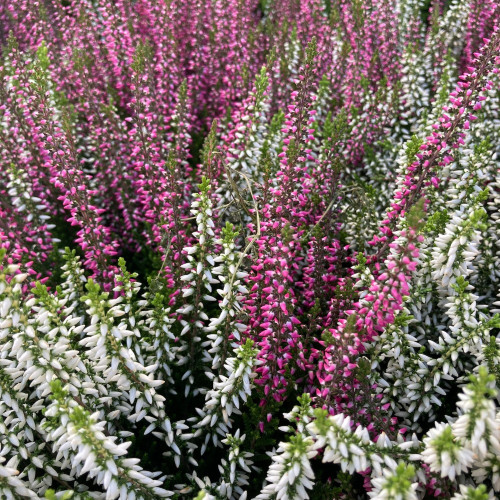 Bruyère Calluna Bicolore