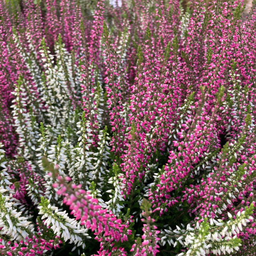 Bruyère Calluna Bicolore