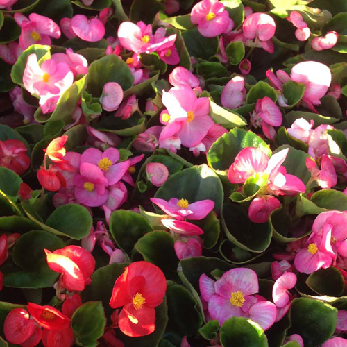 Begonia semperflorens mascotte rose