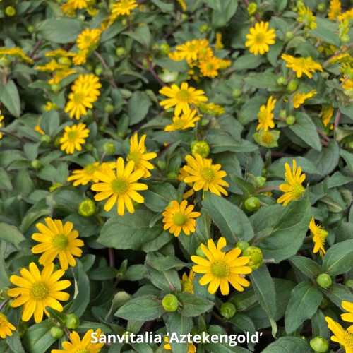 Assortiment 9 Plantes Annuelles Ensoleillées Jaunes