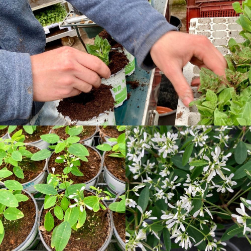 Assortiment 9 Plantes Ensoleillées Blanches en pot de 10,5cm