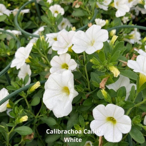 Assortiment 9 Plantes Ensoleillées Blanches en pot de 10,5cm