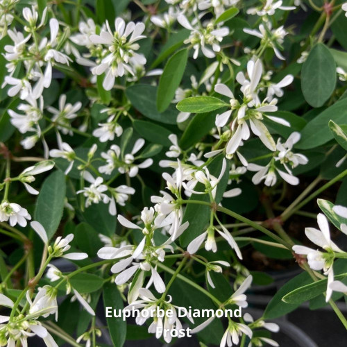 Assortiment 9 Plantes Ensoleillées Blanches en pot de 10,5cm