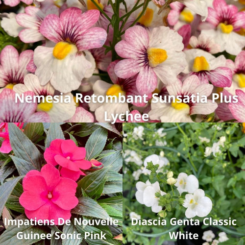 9 Plantes Retombantes Rose et Blanc en pot de 10,5cm