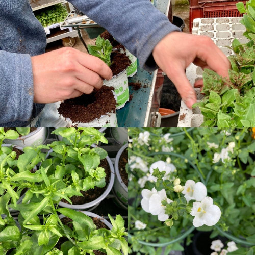 9 Plantes Retombantes Rose et Blanc en pot de 10,5cm