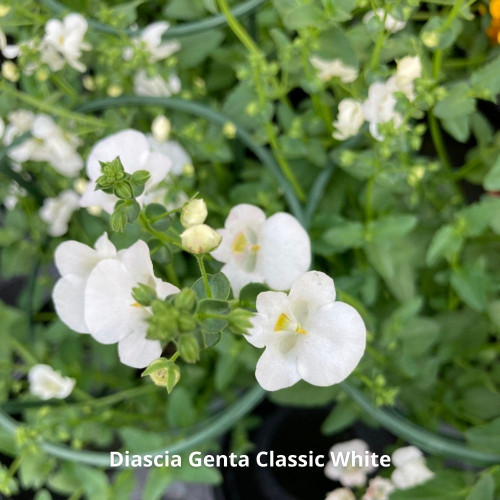 9 Plantes Retombantes Rose et Blanc en pot de 10,5cm