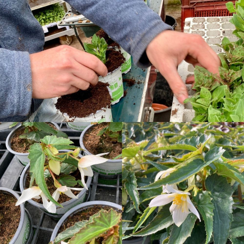 9 Plantes Retombantes Crème et Blanc en pot de 10,5cm