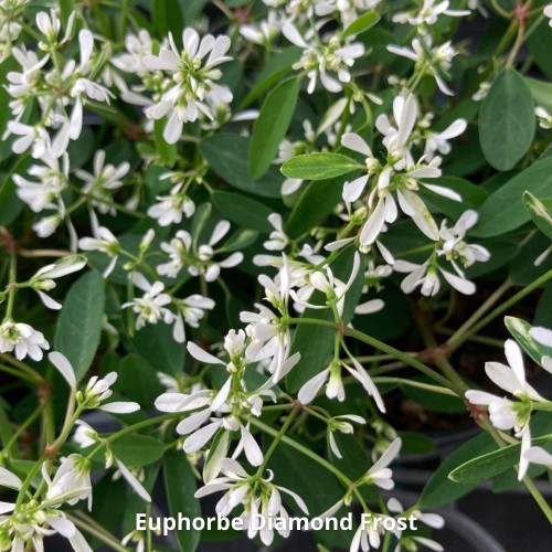 9 Plantes Retombantes Crème et Blanc en pot de 10,5cm