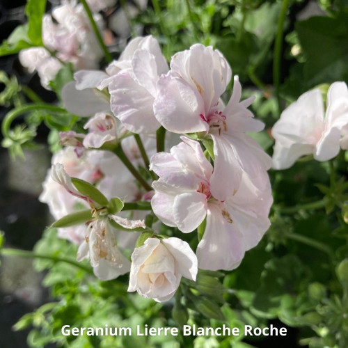 9 Plantes Retombantes Crème et Blanc en pot de 10,5cm