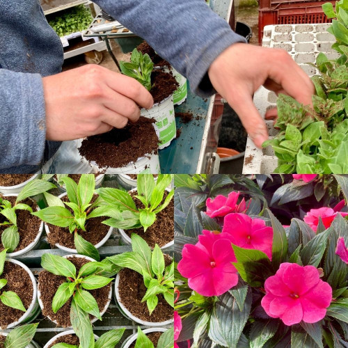 9 Plantes Estivales Mi-Ombragées Roses en pot de 10,5cm