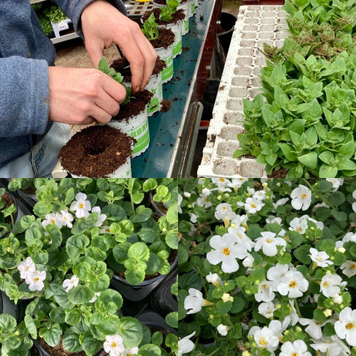 9 Plantes Estivales Mi-Ombragées Blanches en pot de 10,5cm