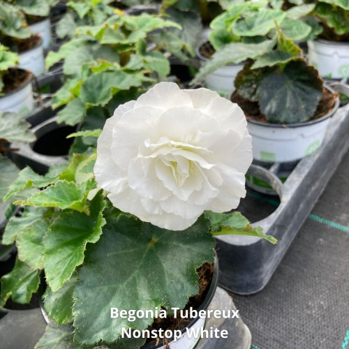 9 Plantes Estivales Mi-Ombragées Blanches en pot de 10,5cm