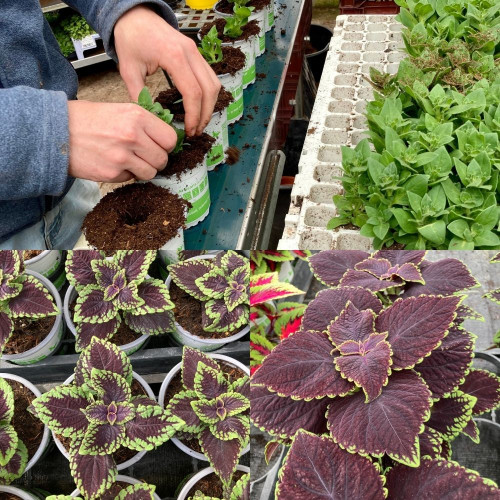 9 Plantes Annuelles Mi-Ombragées Éclatante en pot de 10,5cm