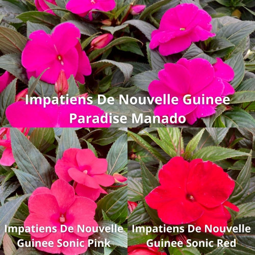 9 Impatiens NG Roses, Rouges et Fuchsia en pot de 10,5cm