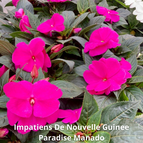 9 Impatiens NG Roses, Rouges et Fuchsia en pot de 10,5cm