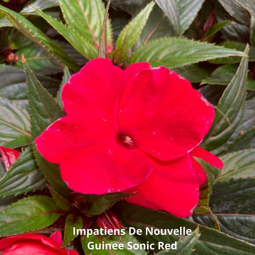 9 Impatiens NG Roses, Rouges et Fuchsia en pot de 10,5cm