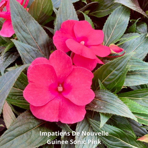 9 Impatiens NG Roses, Rouges et Fuchsia en pot de 10,5cm