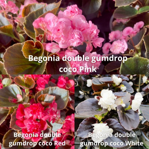 9 Bégonias Double Gumdrop Coco Roses, Rouges et Blanc en pot de 10,5cm