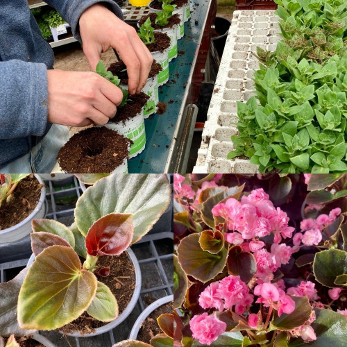 9 Bégonias Double Gumdrop Coco Roses, Rouges et Blanc en pot de 10,5cm