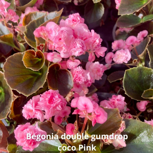 9 Bégonias Double Gumdrop Coco Roses, Rouges et Blanc en pot de 10,5cm