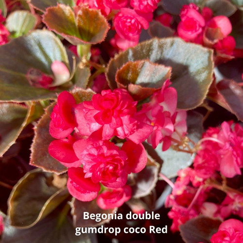 9 Bégonias Double Gumdrop Coco Roses, Rouges et Blanc en pot de 10,5cm