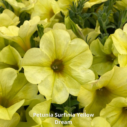 9 Surfinias Bleus, Roses et Jaune en pot de 10,5cm