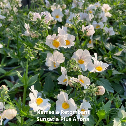 9 Nemesia Retombant Roses, Blancs et Jaunes en pot de 10,5cm