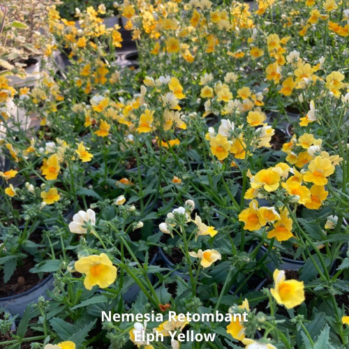 9 Nemesia Retombant Roses, Blancs et Jaunes en pot de 10,5cm